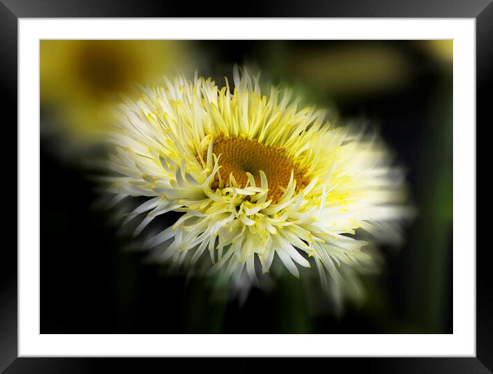 Daisy Abstract Framed Mounted Print by Karl Oparka