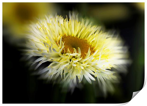 Daisy Abstract Print by Karl Oparka