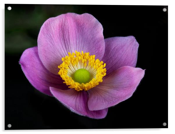 Pink Anemone Acrylic by Karl Oparka