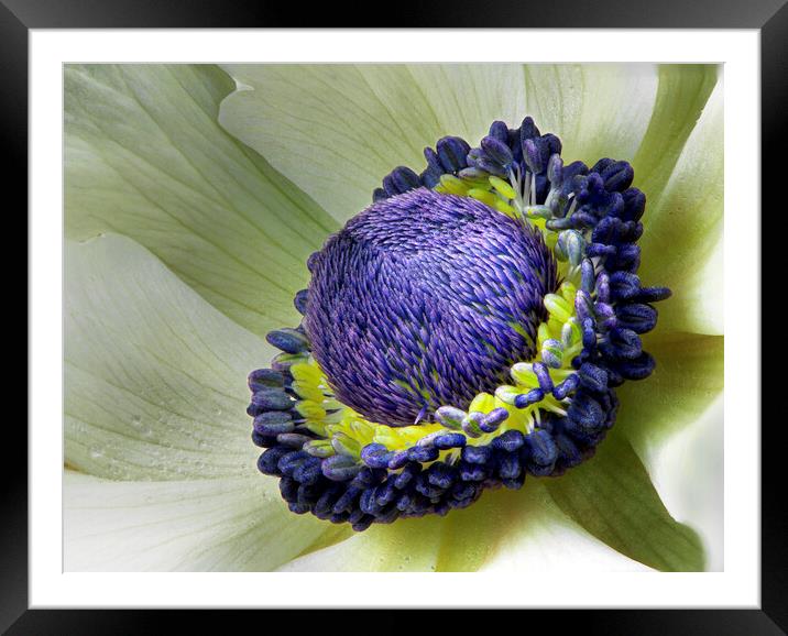 White Anemone  Framed Mounted Print by Karl Oparka