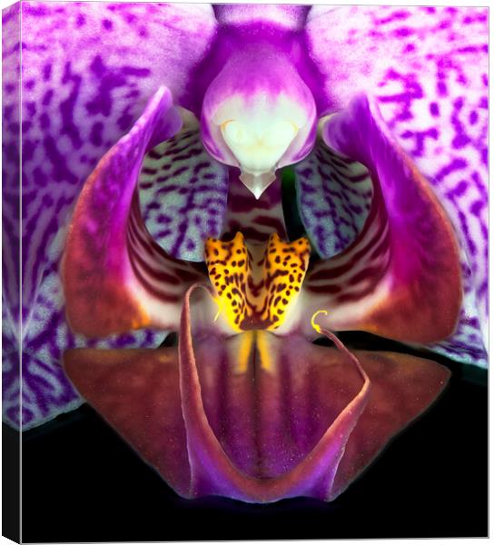 Orchid Flower Canvas Print by Karl Oparka