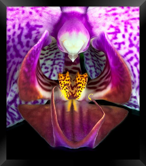 Orchid Flower Framed Print by Karl Oparka