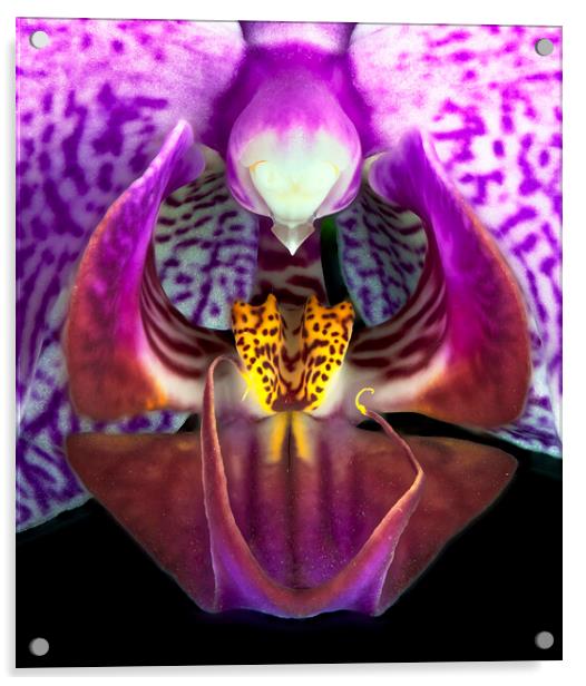 Orchid Flower Acrylic by Karl Oparka