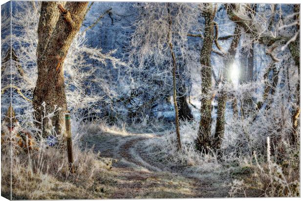 Frosted Path Canvas Print by Karl Oparka