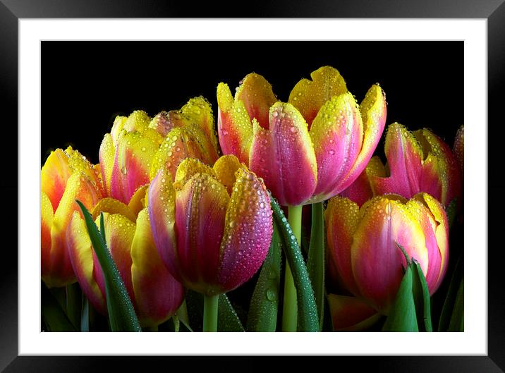 Tulips Framed Mounted Print by Karl Oparka