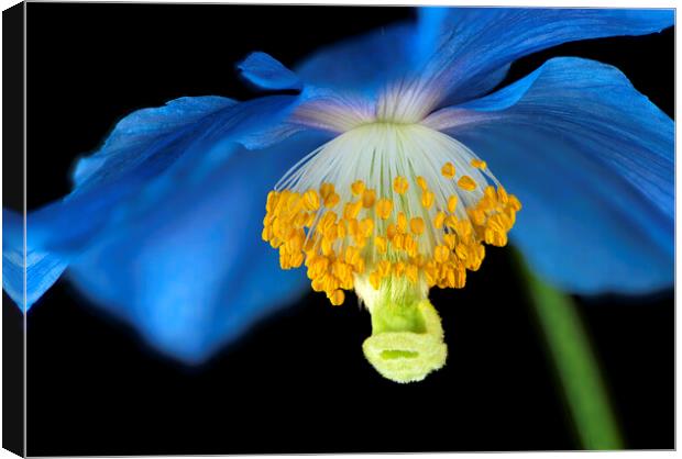 Meconopsis Flower Canvas Print by Karl Oparka