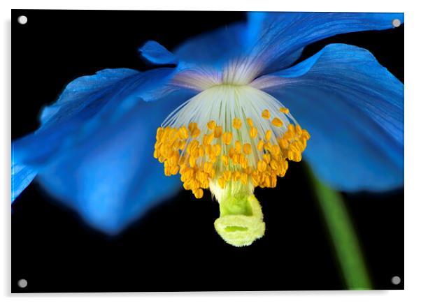Meconopsis Flower Acrylic by Karl Oparka