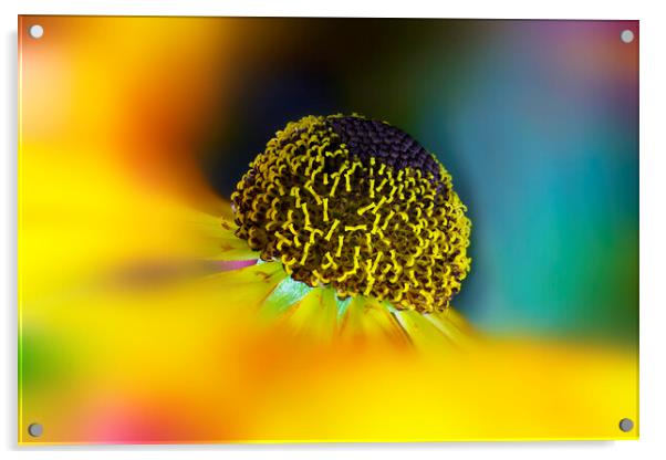 Helenium Flower Acrylic by Karl Oparka