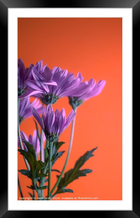 Abstract  purpleTransvaal Daisys Framed Mounted Print by Jade Scott