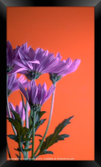 Abstract  purpleTransvaal Daisys Framed Print by Jade Scott