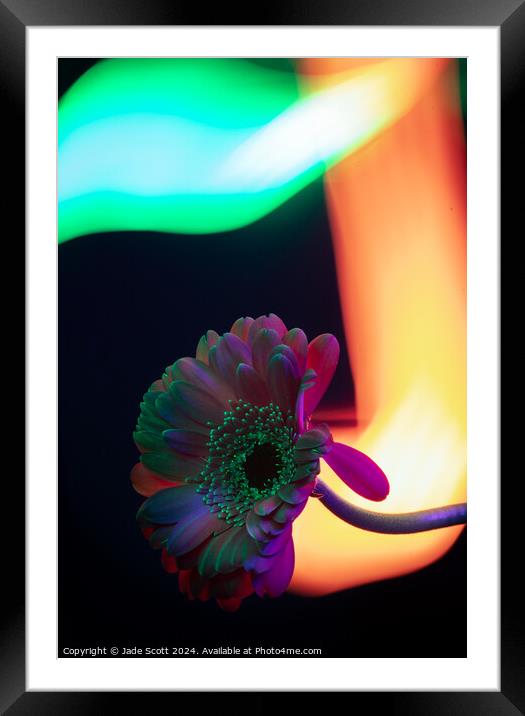 Light painted daisy flower Framed Mounted Print by Jade Scott