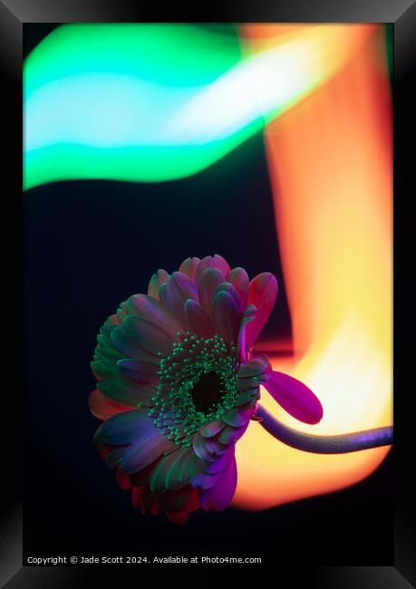 Light painted daisy flower Framed Print by Jade Scott