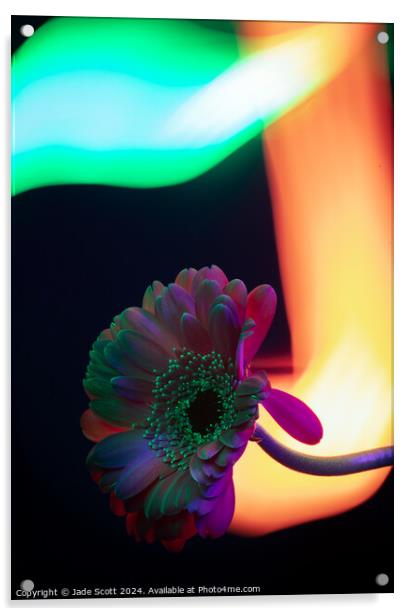 Light painted daisy flower Acrylic by Jade Scott