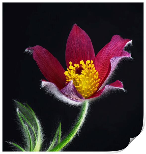 Pulsatilla Flower Print by Karl Oparka