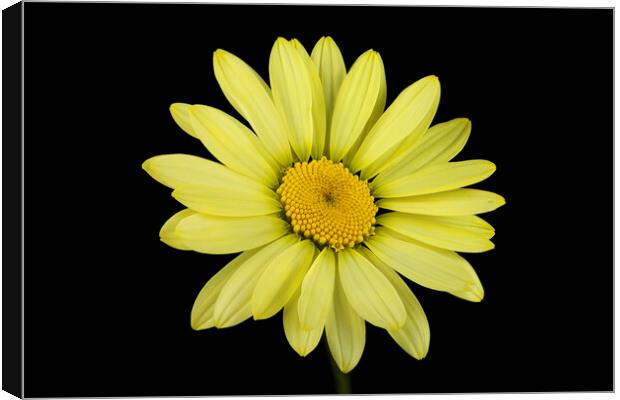 Yellow Flower Canvas Print by Karl Oparka