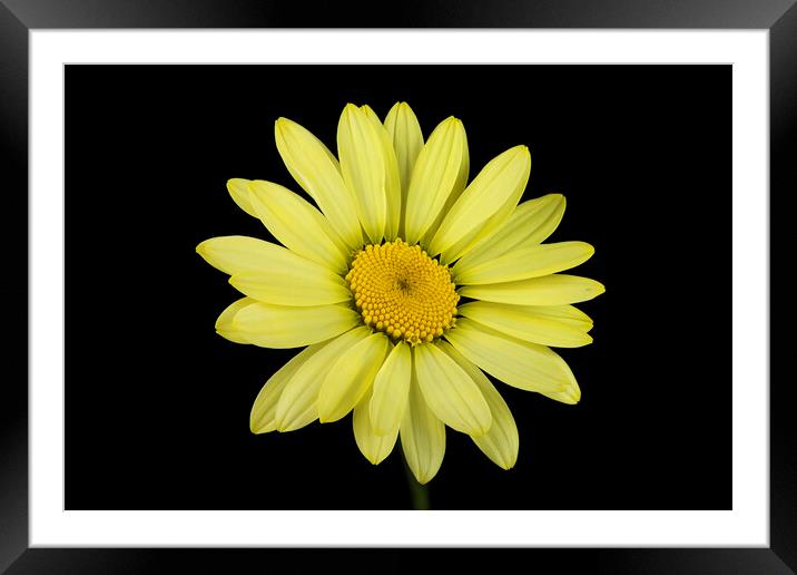 Yellow Flower Framed Mounted Print by Karl Oparka
