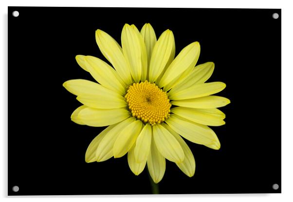 Yellow Flower Acrylic by Karl Oparka