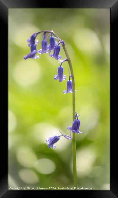  sunlit bluebell Framed Print by Simon Johnson