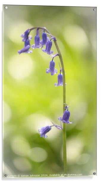 bluebell t flower Acrylic by Simon Johnson