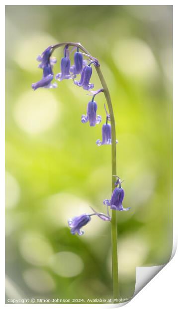 bluebell t flower Print by Simon Johnson