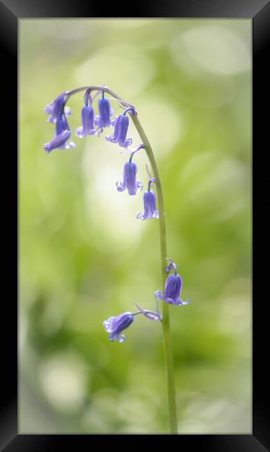  bluebell flower Framed Print by Simon Johnson