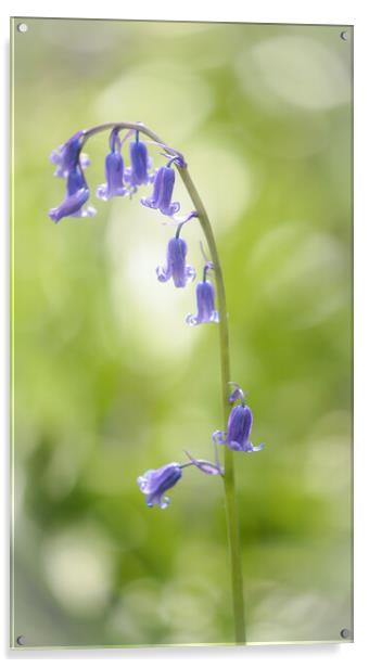  bluebell flower Acrylic by Simon Johnson