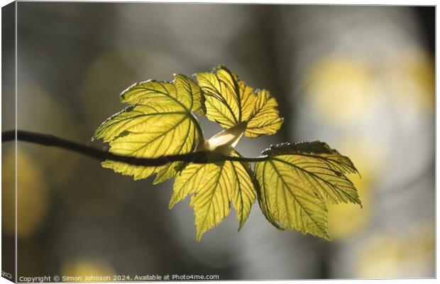 sunlit spring leaves Canvas Print by Simon Johnson