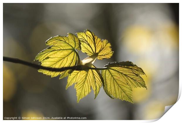 sunlit spring leaves Print by Simon Johnson