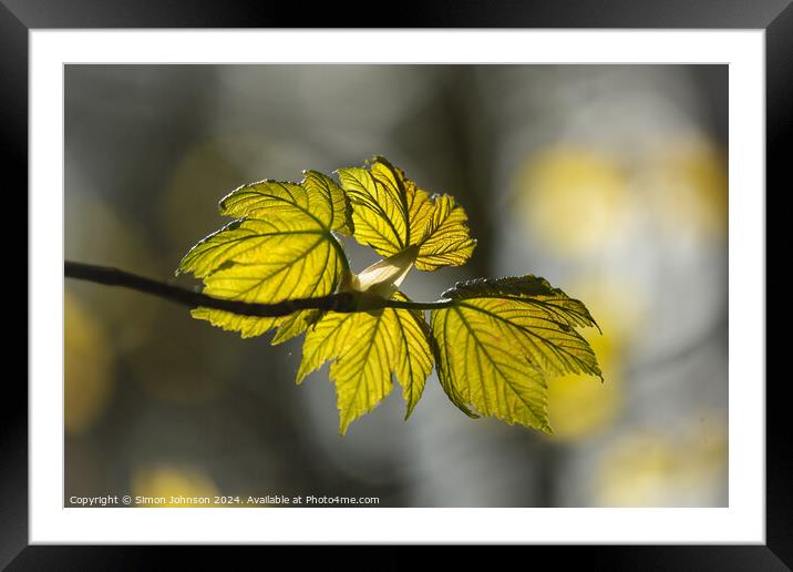 sunlit spring leaves Framed Mounted Print by Simon Johnson