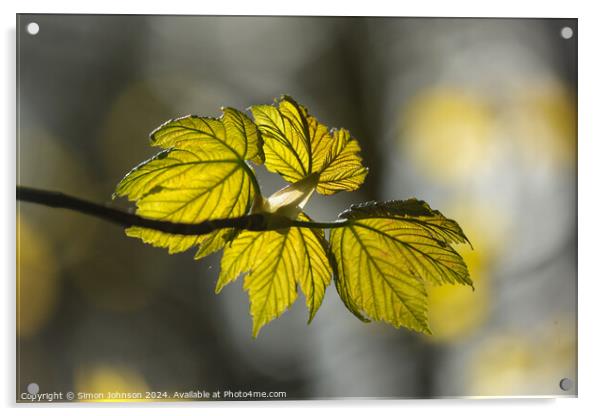 sunlit spring leaves Acrylic by Simon Johnson