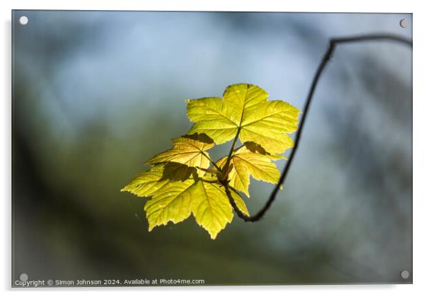 sunlit wind blown leaves Acrylic by Simon Johnson