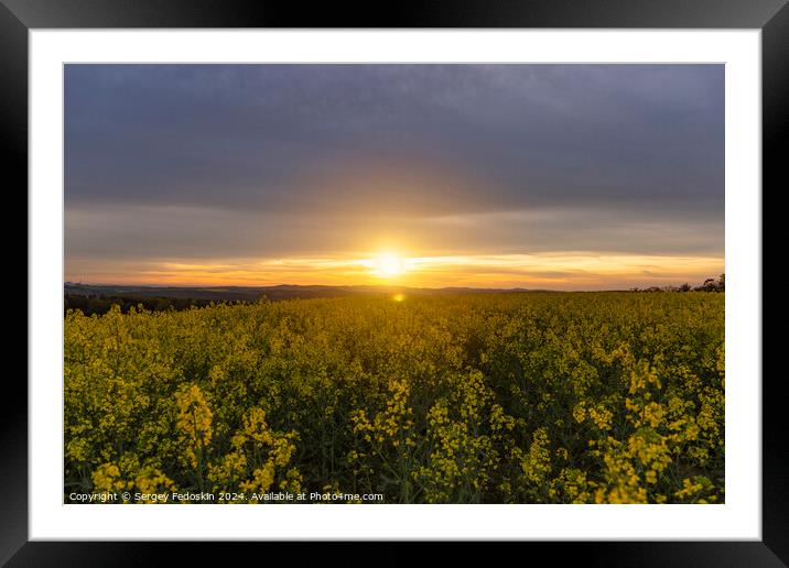 Yellow rapeseed field. Blooming canola flowers. Framed Mounted Print by Sergey Fedoskin