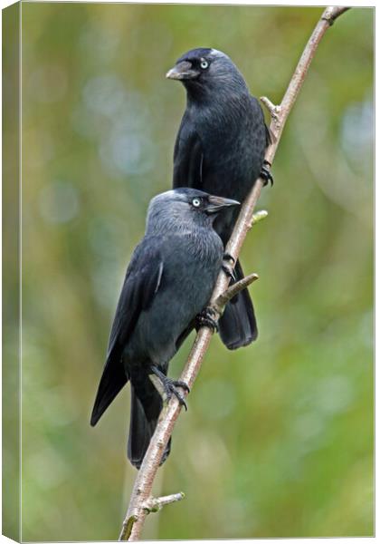 Pair of Jackdaws Canvas Print by Michael Hopes