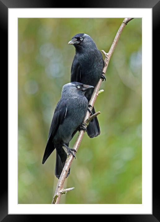 Pair of Jackdaws Framed Mounted Print by Michael Hopes