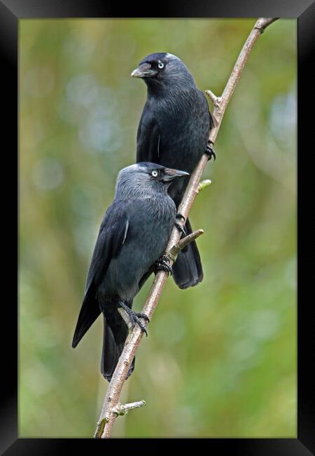 Pair of Jackdaws Framed Print by Michael Hopes