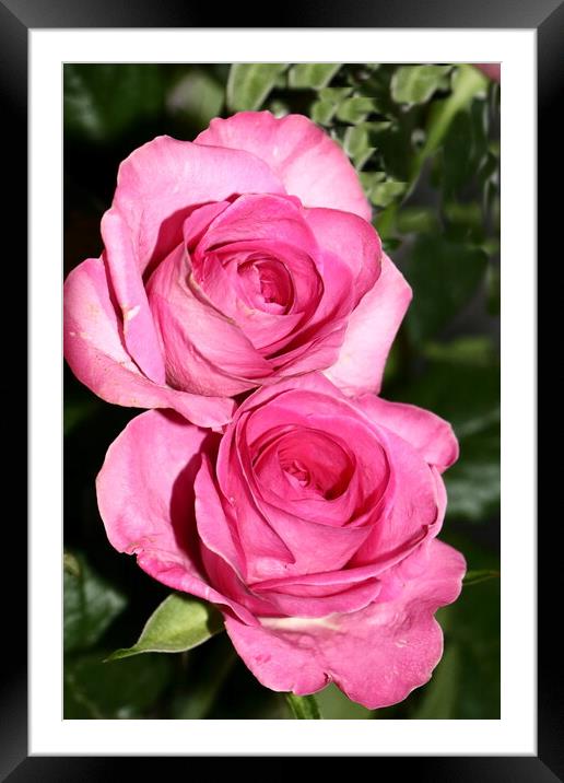 Pink quality Roses Framed Mounted Print by Bryan 4Pics