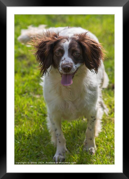 English Springer Spaniel Ready to Play Framed Mounted Print by Steve 