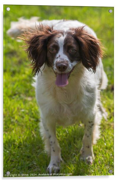 English Springer Spaniel Ready to Play Acrylic by Steve 