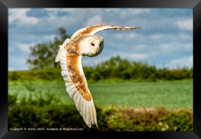Beautiful Barn Owl Captured in Flight Framed Print by Steve 