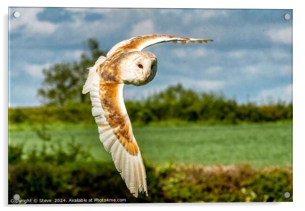 Beautiful Barn Owl Captured in Flight Acrylic by Steve 