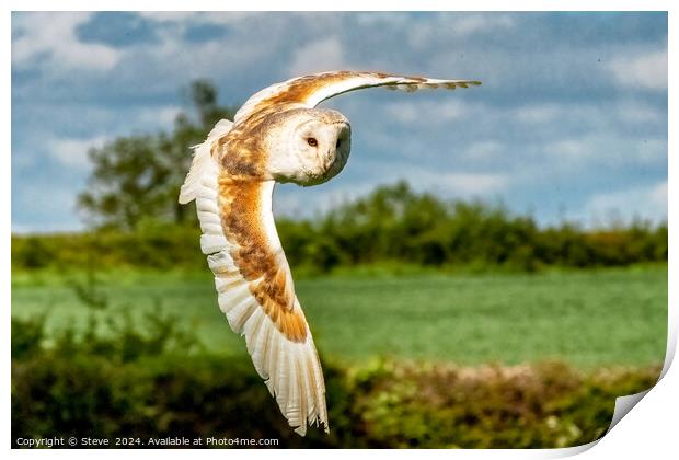 Beautiful Barn Owl Captured in Flight Print by Steve 