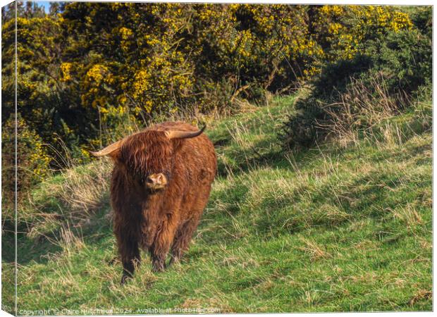 Highland Cow Canvas Print by Claire Hutchison 