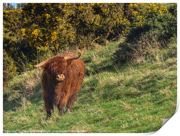 Highland Cow Print by Claire Hutchison 