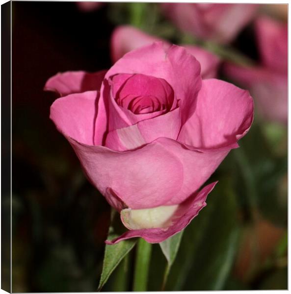Single stem pink rose Canvas Print by Bryan 4Pics