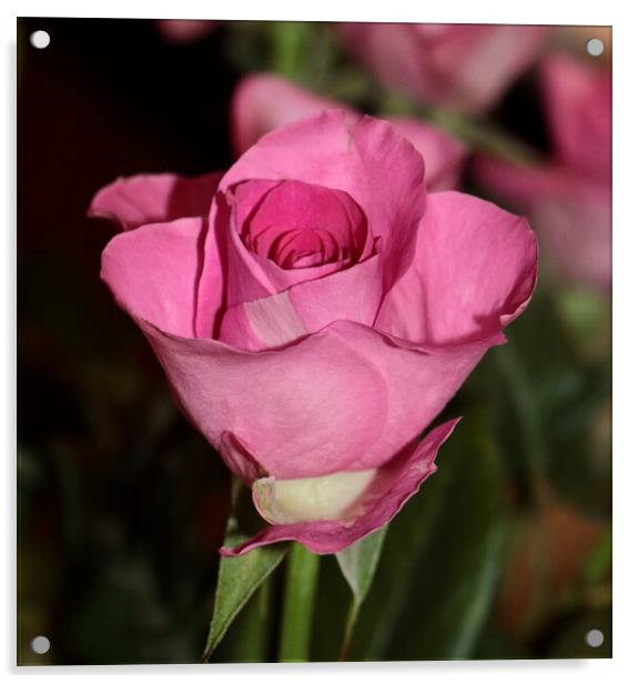 Single stem pink rose Acrylic by Bryan 4Pics