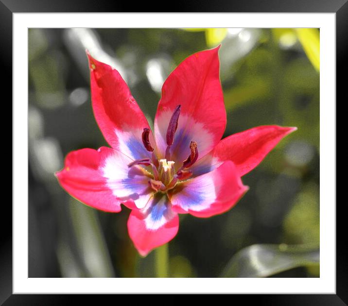 Miniature Tulip Framed Mounted Print by Bryan 4Pics