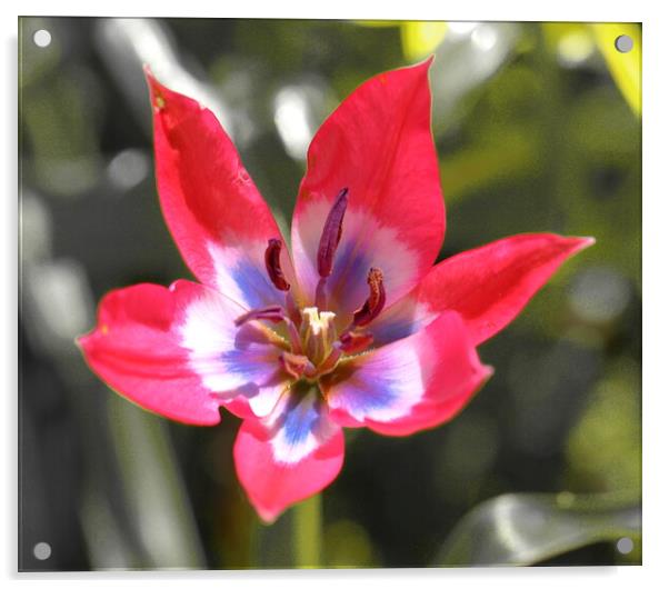 Miniature Tulip Acrylic by Bryan 4Pics