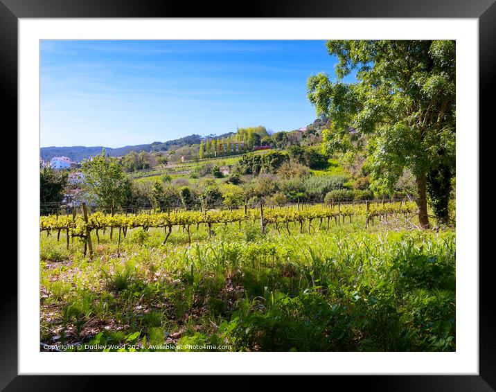 Hillside vineyard 2 Framed Mounted Print by Dudley Wood