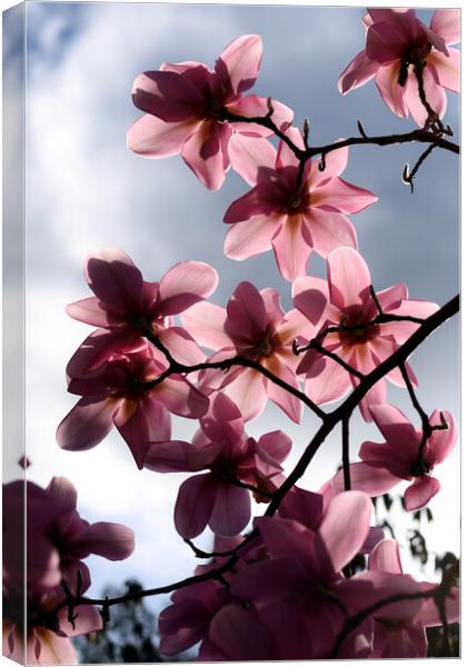Pink magnolia flowers backlit Canvas Print by Theo Spanellis