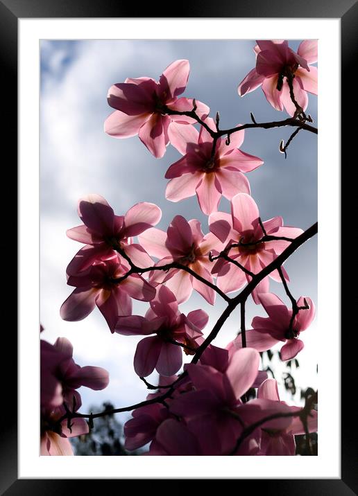 Pink magnolia flowers backlit Framed Mounted Print by Theo Spanellis